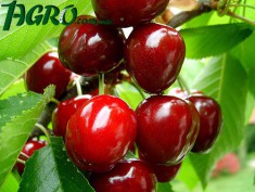 1agro.com.ua