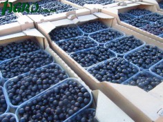 1agro.com.ua