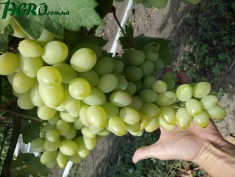 1agro.com.ua