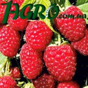 1agro.com.ua