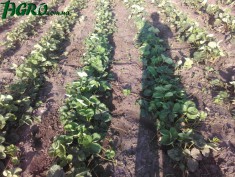 1agro.com.ua