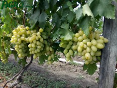 1agro.com.ua