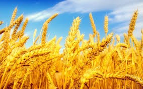 1agro.com.ua