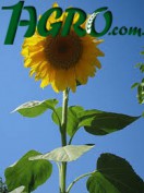 1agro.com.ua