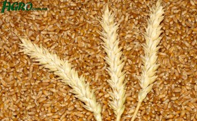 1agro.com.ua