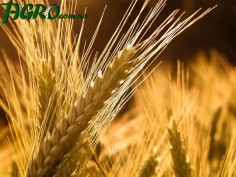 1agro.com.ua