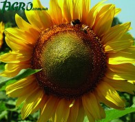 1agro.com.ua