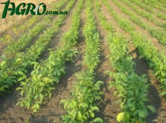 1agro.com.ua