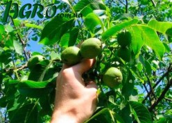 1agro.com.ua
