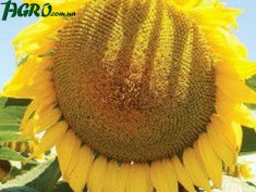 1agro.com.ua