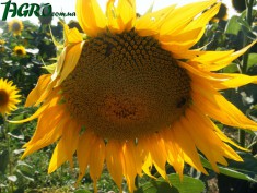 1agro.com.ua