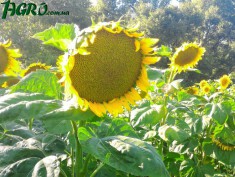 1agro.com.ua