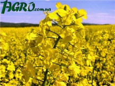 1agro.com.ua