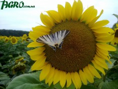 1agro.com.ua