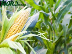 1agro.com.ua