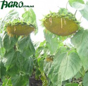 1agro.com.ua