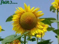 1agro.com.ua