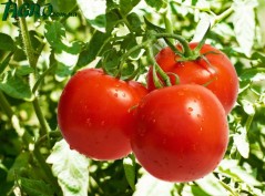 1agro.com.ua