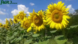 1agro.com.ua