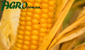 1agro.com.ua