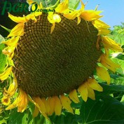 1agro.com.ua