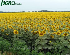 1agro.com.ua