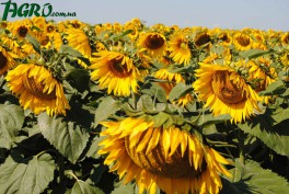 1agro.com.ua