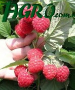 1agro.com.ua