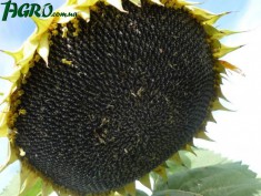 1agro.com.ua
