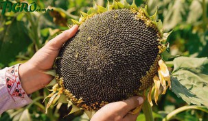 1agro.com.ua