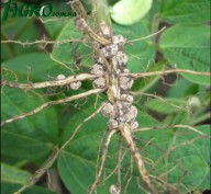 1agro.com.ua