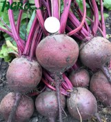 1agro.com.ua