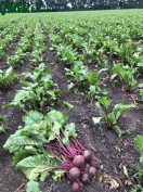 1agro.com.ua