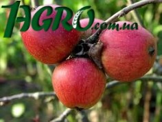 1agro.com.ua