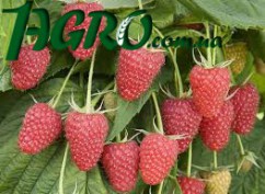 1agro.com.ua
