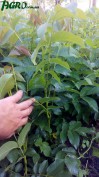 1agro.com.ua