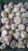 1agro.com.ua
