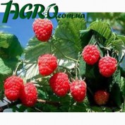 1agro.com.ua