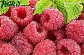 1agro.com.ua
