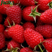 1agro.com.ua