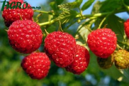 1agro.com.ua