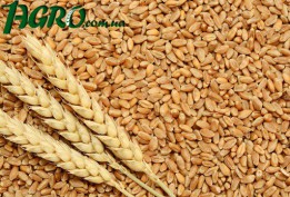 1agro.com.ua