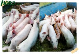 1agro.com.ua