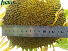 1agro.com.ua