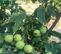 1agro.com.ua