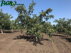 1agro.com.ua