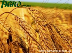 1agro.com.ua