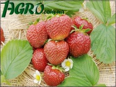 1agro.com.ua