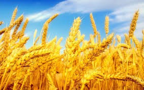 1agro.com.ua