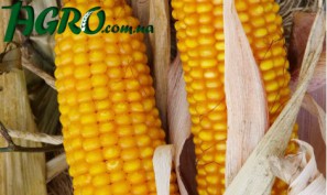 1agro.com.ua
